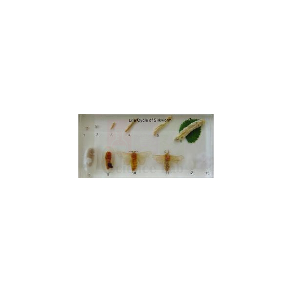 Silkworm Lifecycle Plastomount